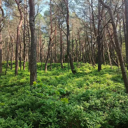 Sloneczne Przyczepy * Dębki