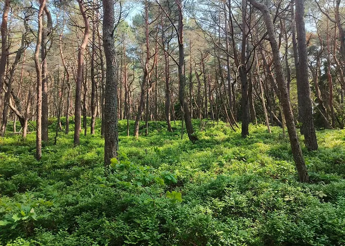 Sloneczne Przyczepy * دمبكي